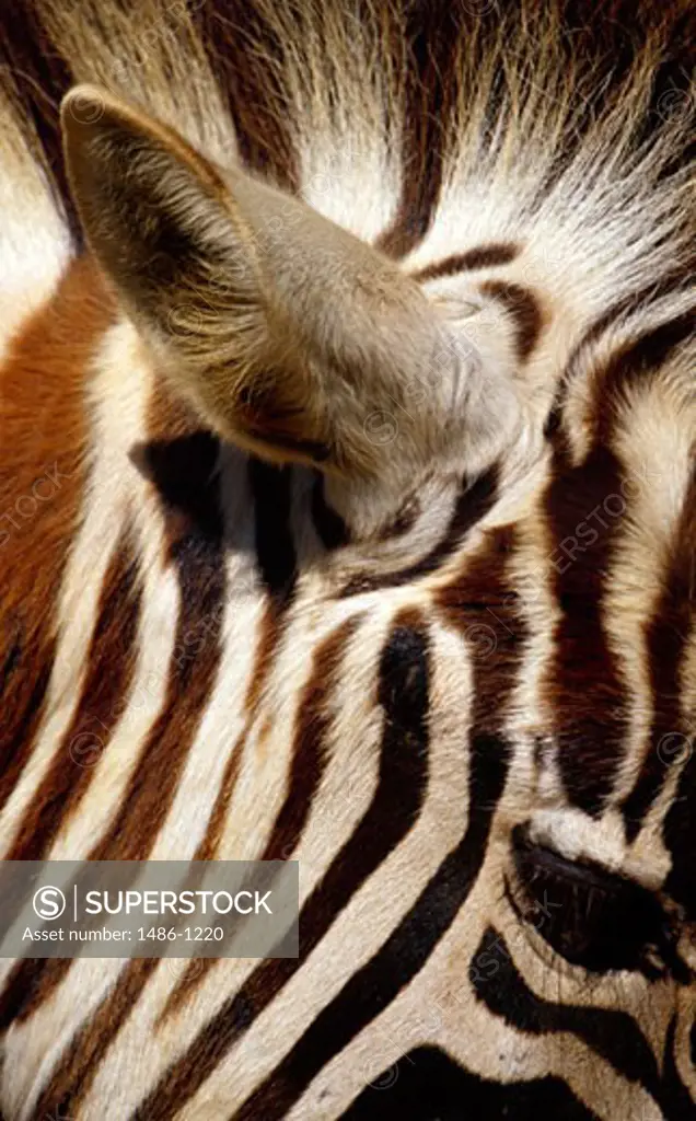 USA, California, San Diego, San Diego Zoo, Zebras ear
