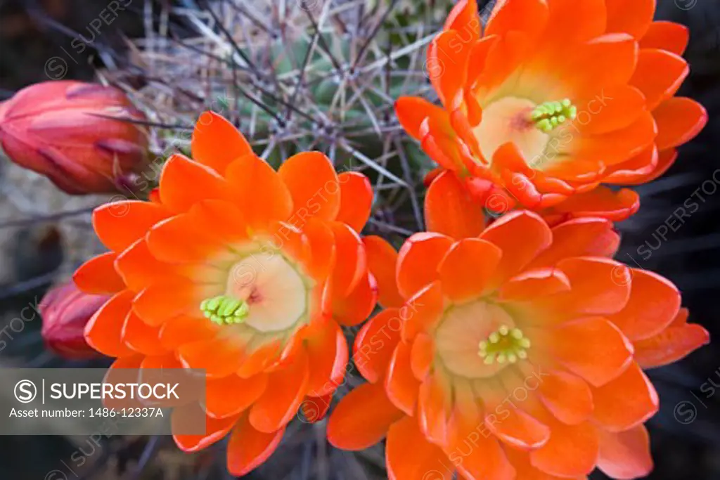 Claret Cup Cactus, Desert Botanical Garden, Phoenix, Arizona, USA