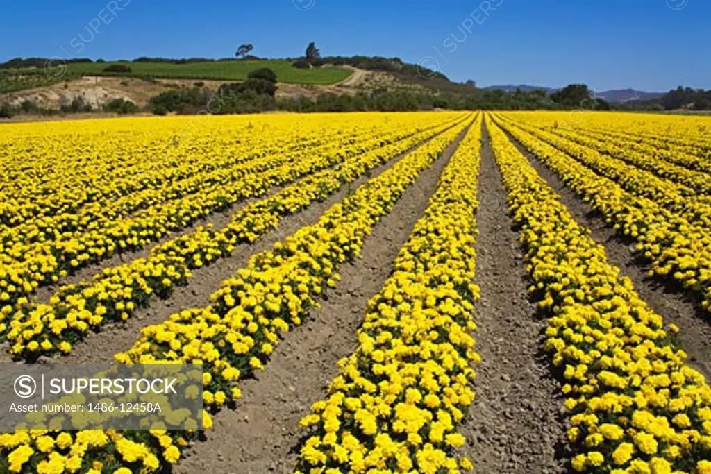 Flower Farm, Lompoc, Santa Barbara County, Central California, USA