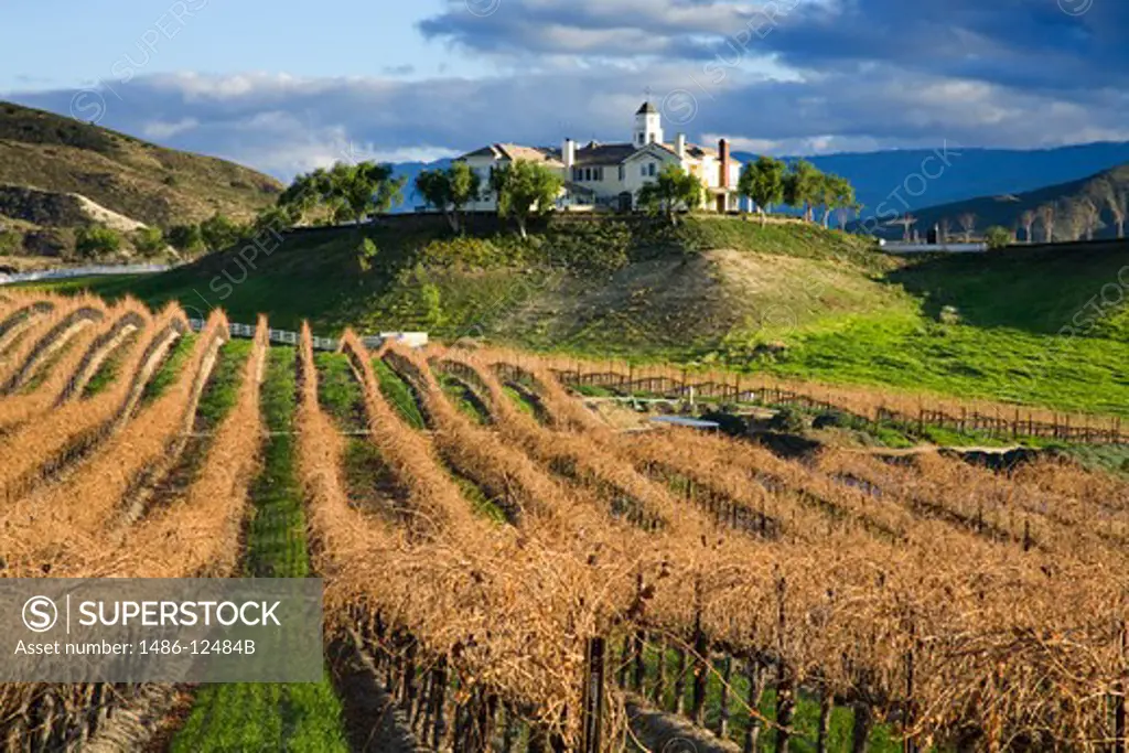 Vines in a vineyard, Leonesse Vineyard, Temecula, Wine Country, California, USA