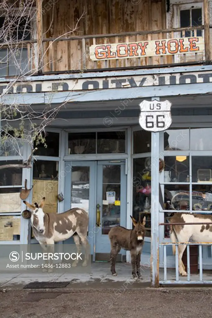 USA, Arizona, Wild Burros outside store in Oatman mining town