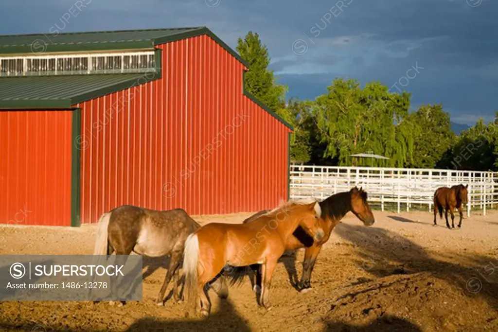 Horses at a ranch, Thanksgiving Point, Lehi, Utah, USA