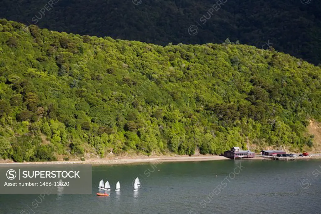 Sailboats in the channel along mountains, Queen Charlotte Sound, Picton, Marlborough, South Island, New Zealand