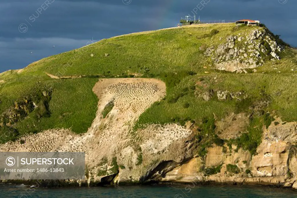Headland on the coast, Taiaroa Head, Dunedin, Otago Peninsula, South Island, New Zealand