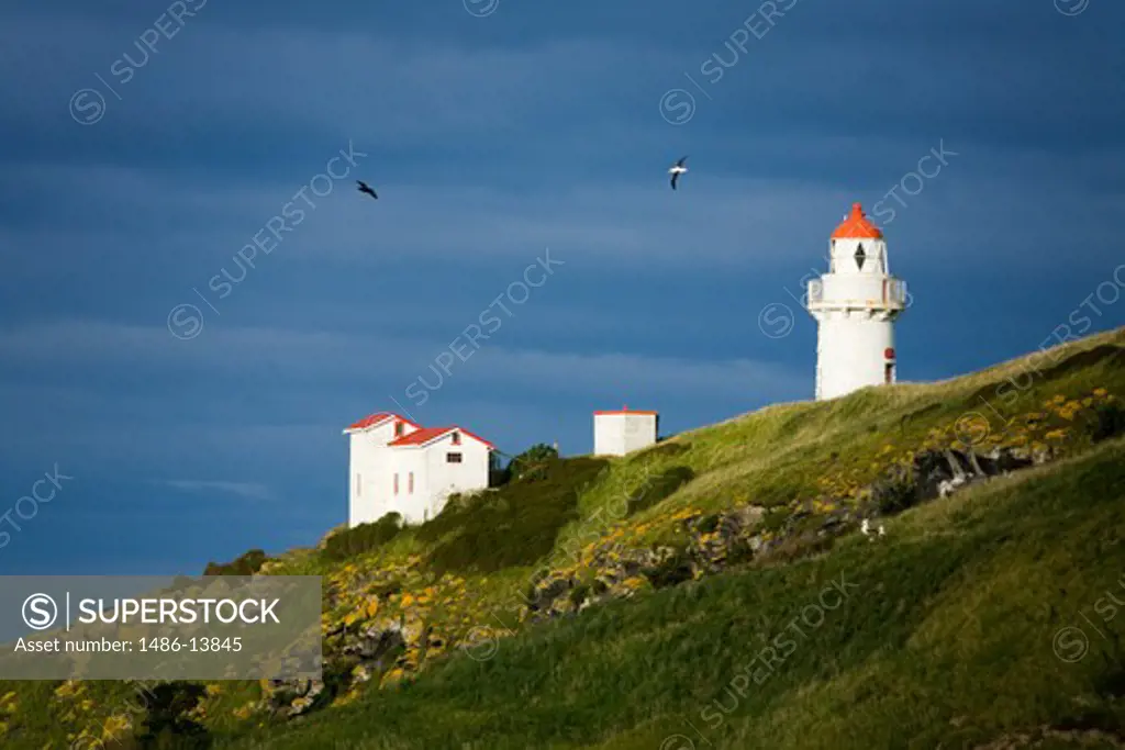 Lighthouse on the coast, Taiaroa Head Lighthouse, Taiaroa Head, Dunedin, Otago Peninsula, South Island, New Zealand