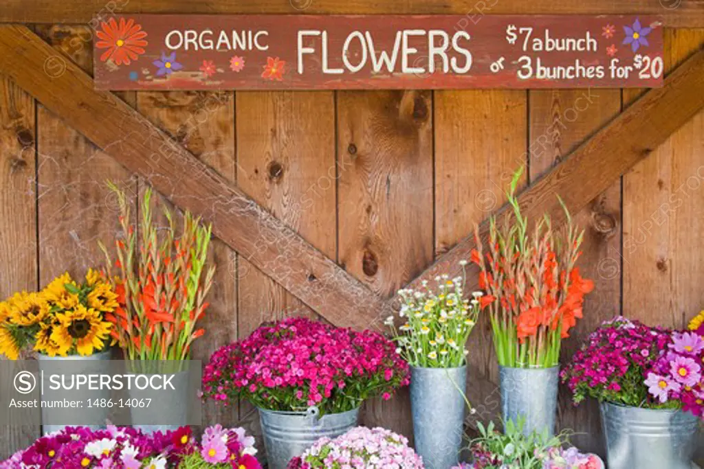 USA, California, Monterey County, Carmel Valley, Flower stall at Earthbound Organic Farm