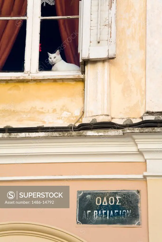 Cat in window of a house, Old Town, Corfu Town, Ionian Islands, Greece