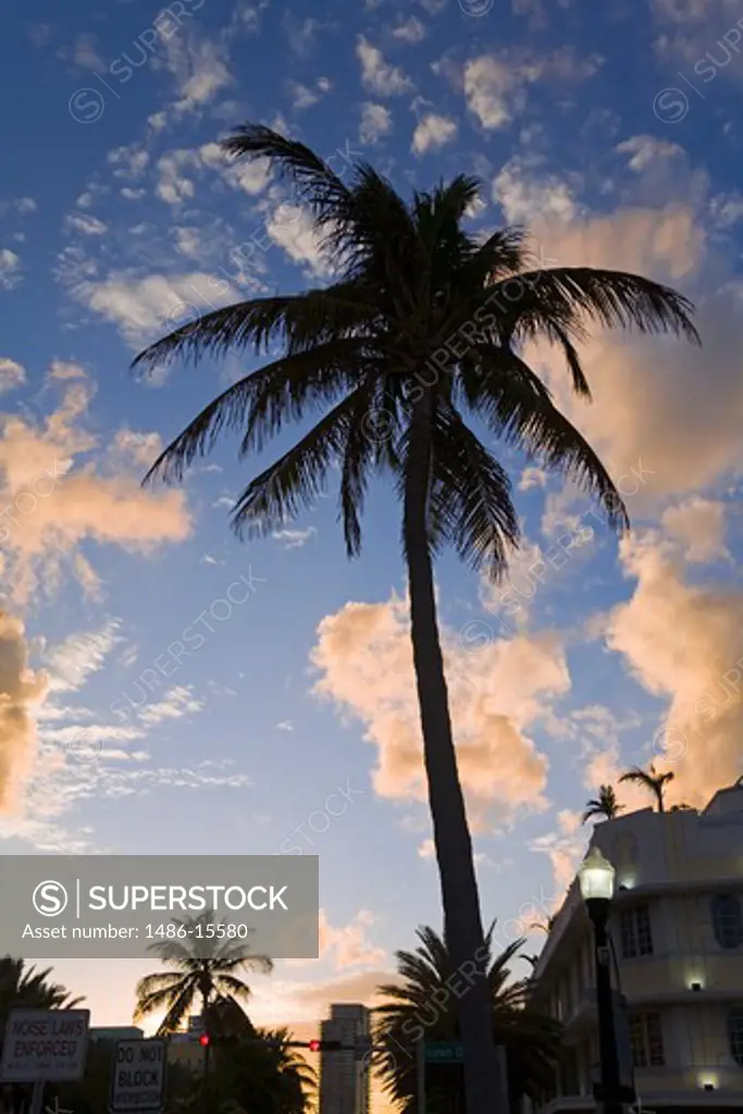 Palm trees on South Beach, Miami Beach, Florida, USA