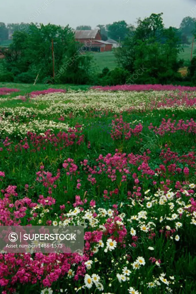 Field of Rocket larkspurs and shasta daisies, Emmitsburg, Maryland, USA