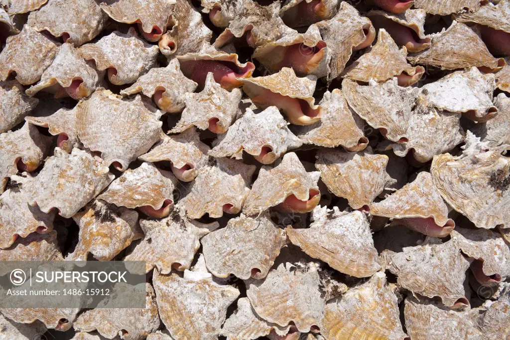 Mexico, Quintana Roo, Costa Maya, Mahahaul Beach, heap of Conch shells