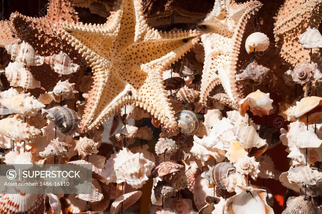 Shells in a store, Puerta Maya, Cozumel, Quintana Roo, Yucatan Peninsula, Mexico