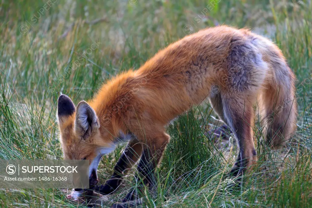 USA, Colorado, Breckenridge, Red fox