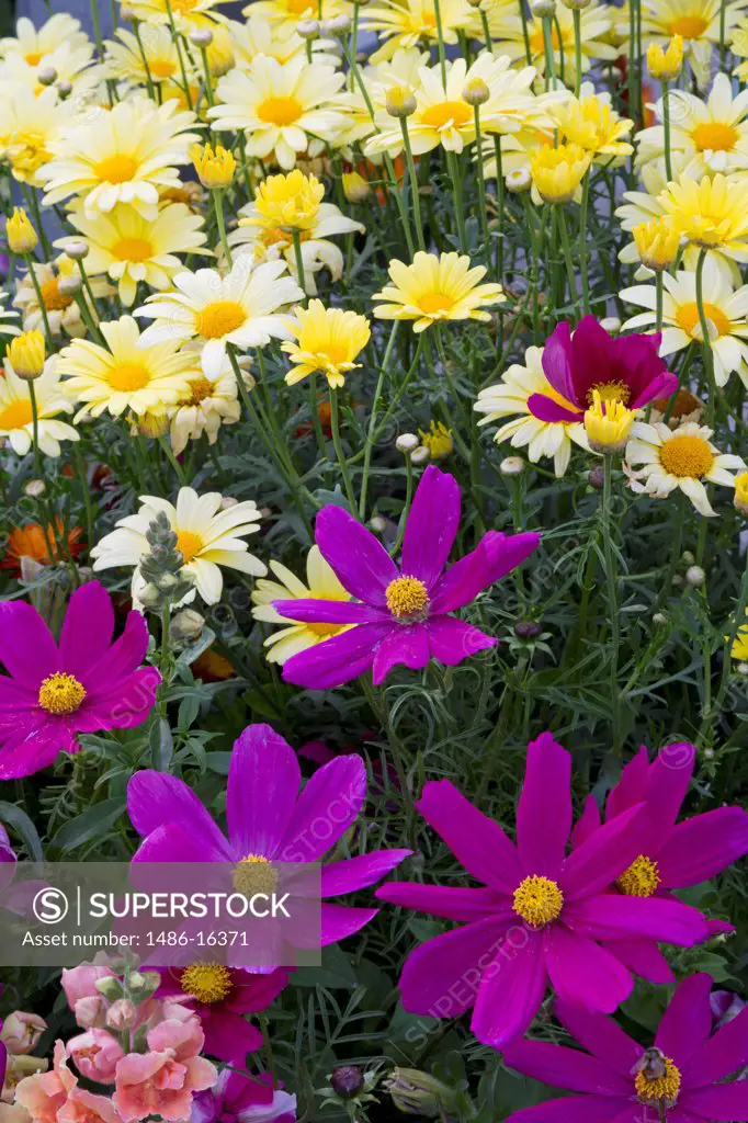 USA, Colorado, Breckenridge, Colorful flowers