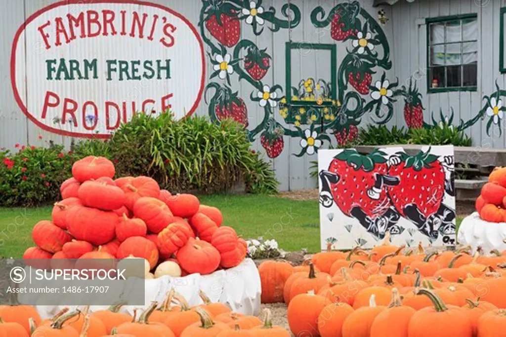 Pumpkin Farm near Davenport, Santa Cruz County, California, USA