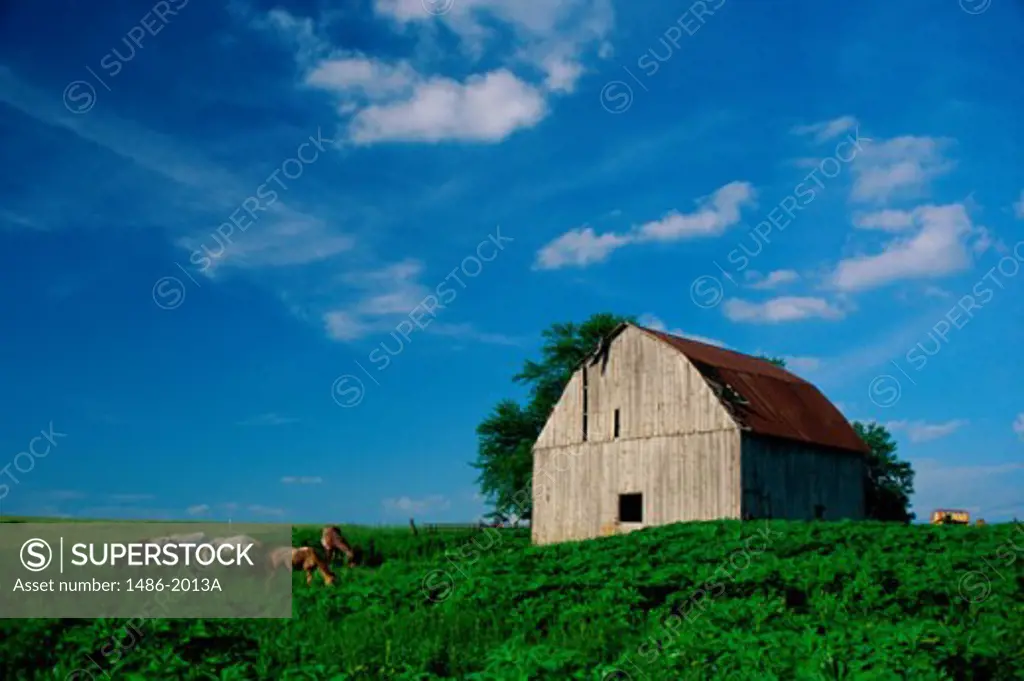 Barn in a field, Winterset, Iowa, USA