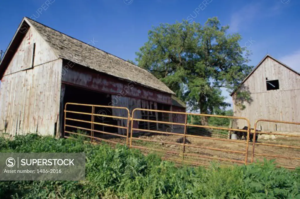 Barn in a field, Iowa, USA