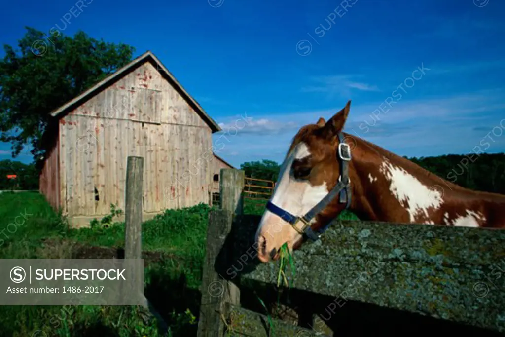 A horse behind a wooden fence, Iowa, USA