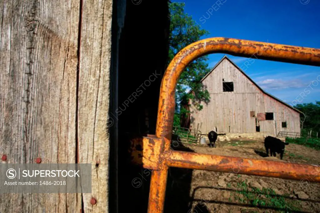 Cattle in a barnyard, Iowa, USA