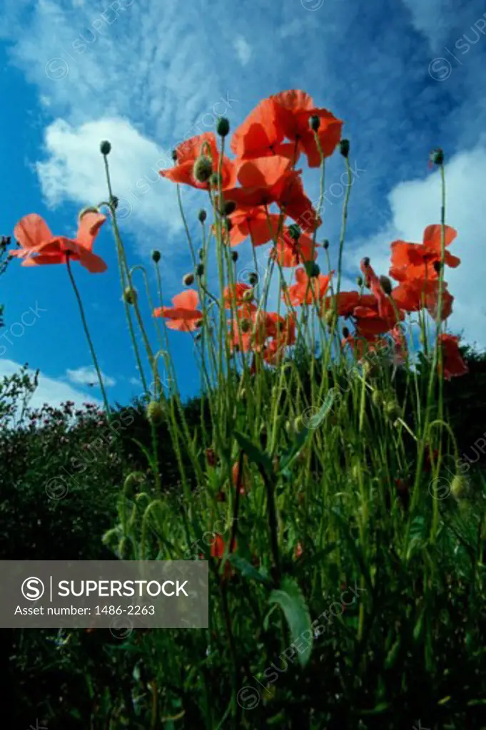 Low angle view of poppies in a field