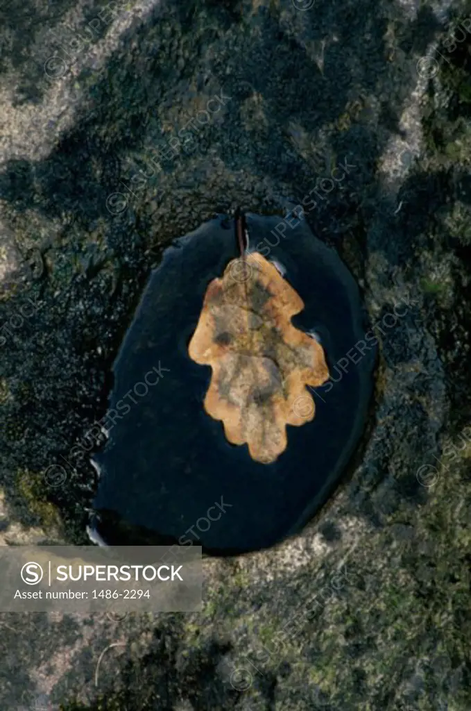 High angle view of a fallen leaf floating on water