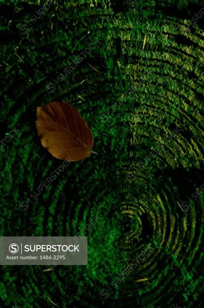 Close-up of a fallen leaf on a tree trunk