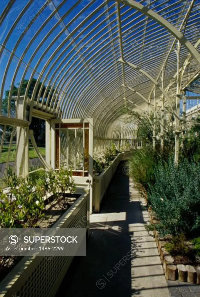 Plants in a greenhouse, National Botanic Gardens, Dublin, Ireland