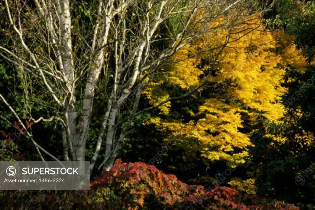 Trees in a garden, Mount Usher Gardens, Ashford, County Wicklow, Ireland