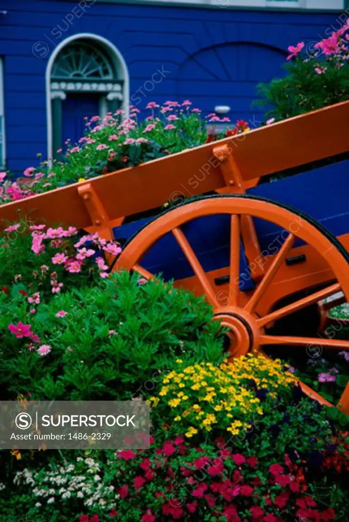 Flowers in front of a cart, Carrickfergus, County Antrim, Northern Ireland
