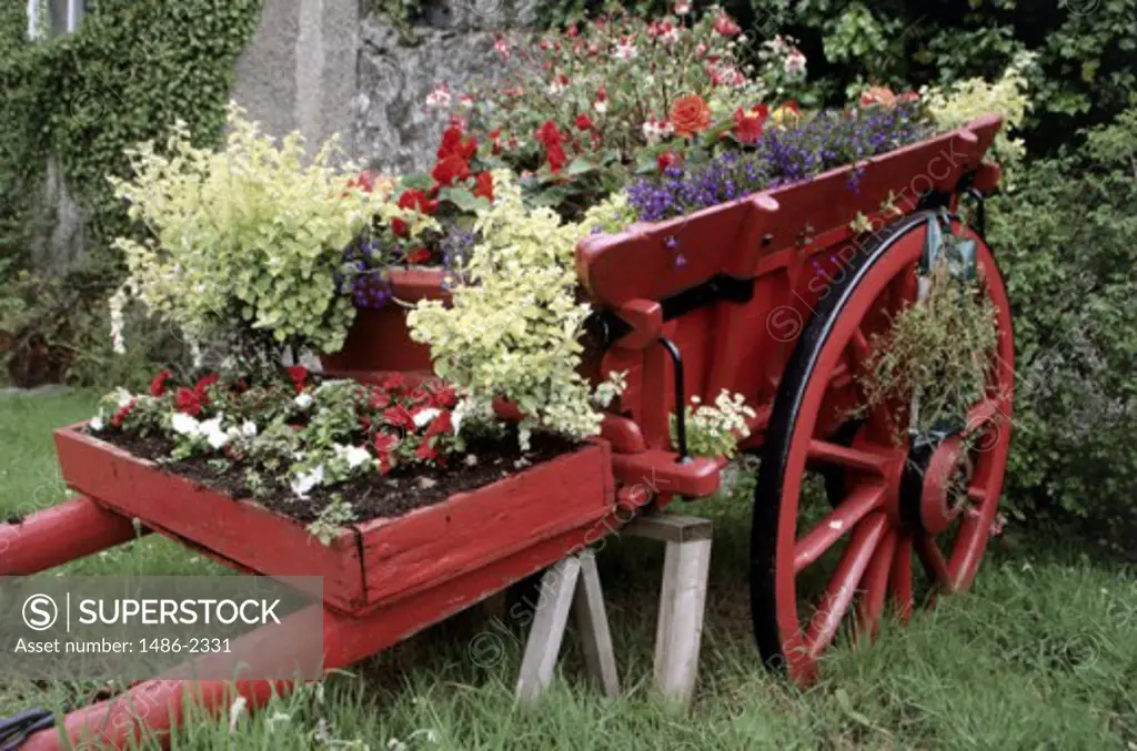 Potted plants on a cart, Newcastle, County Down, Northern Ireland