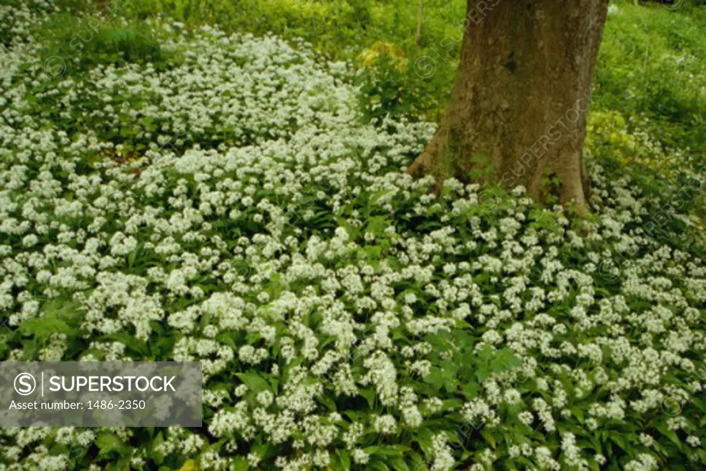 High angle view of flowers in a garden, Powerscourt Gardens, County Wicklow, Ireland