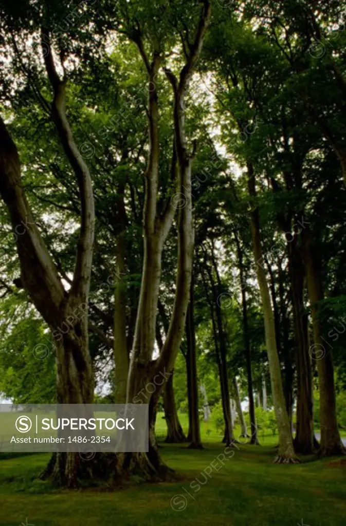 Beech trees in a garden, Powerscourt Gardens, County Wicklow, Ireland