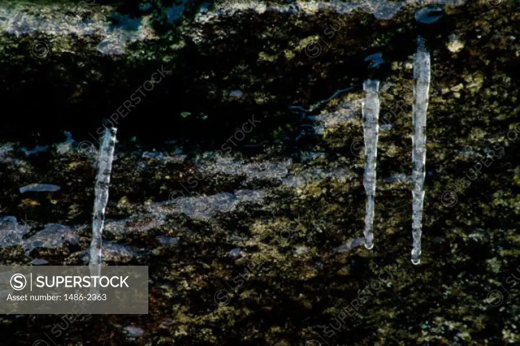 Close-up of icicles on a rock, Glendalough National Park, County Wicklow, Ireland