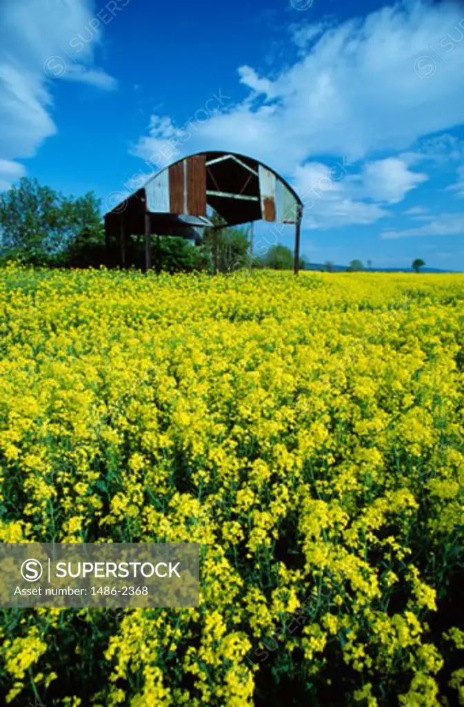 Crops growing in a field, Rapeseed Field, Rathcoole, Ireland