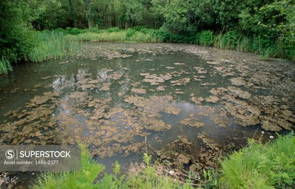 High angle view of a pond, Irish National Heritage Park, County Wexford, Ireland