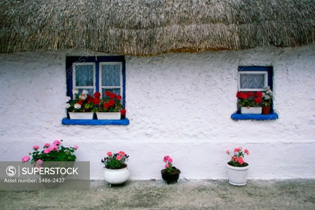 Potted plants in front of the wall of a house, Balbriggan, County Fingal, Ireland