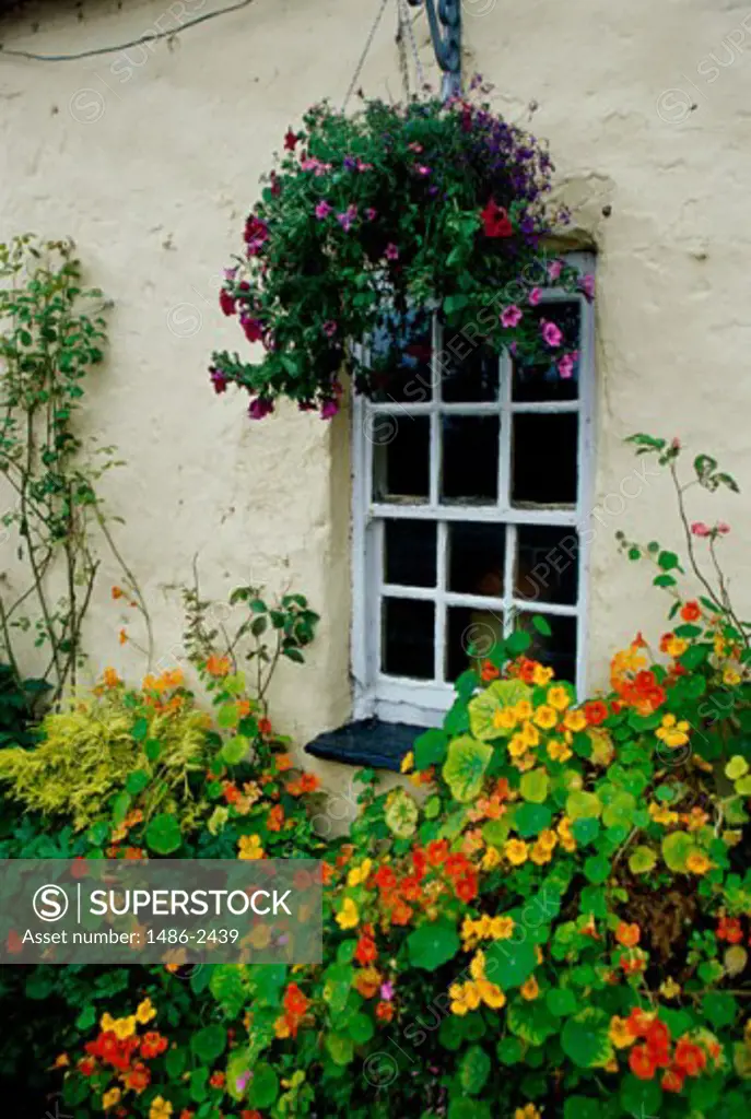 Plants in front of a window, Derrymore, Ireland