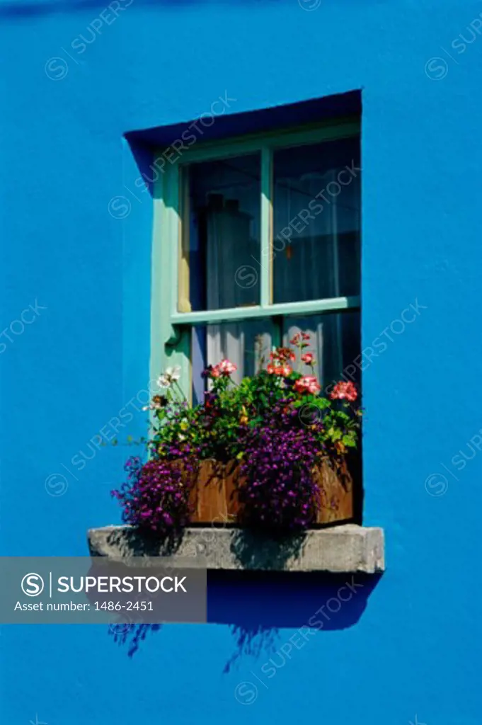 Plants in a window box, Annestown, County Waterford, Ireland