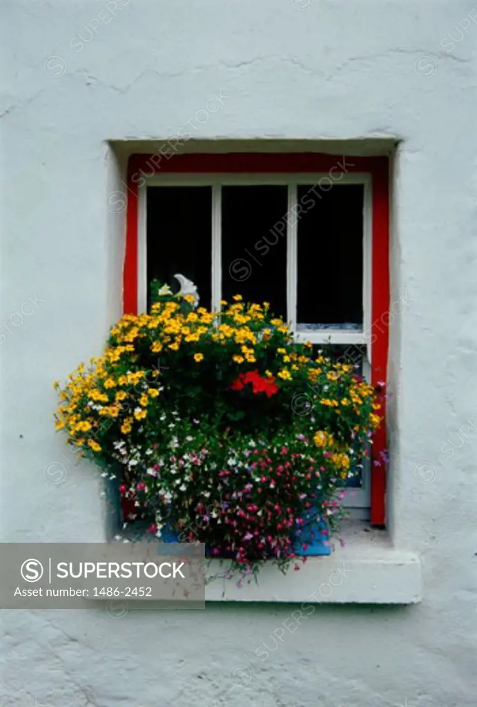 Plants in a window box, Oughterard, County Galway, Ireland