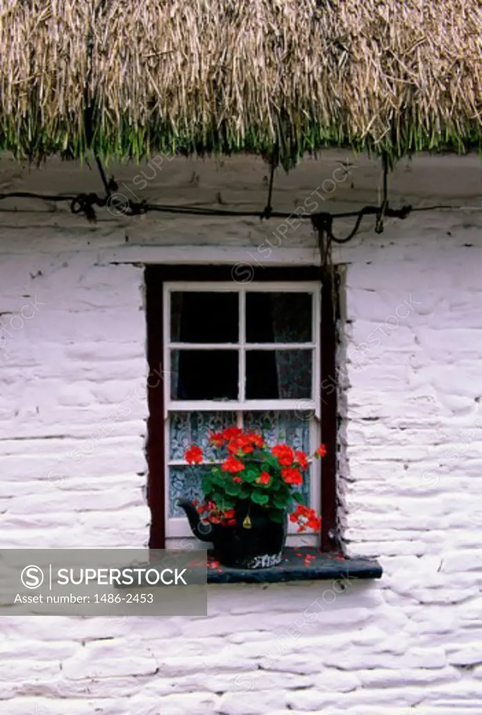 Potted plant on a window sill, Bunratty Folk Park, Bunratty, County Clare, Ireland