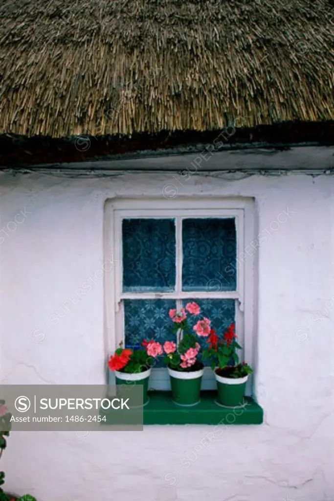 Potted plants on a window sill, Ireland