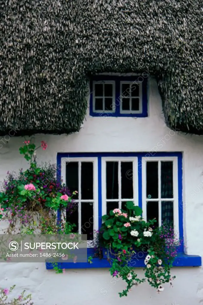 Potted plants on a window, Adare, County Limerick, Ireland