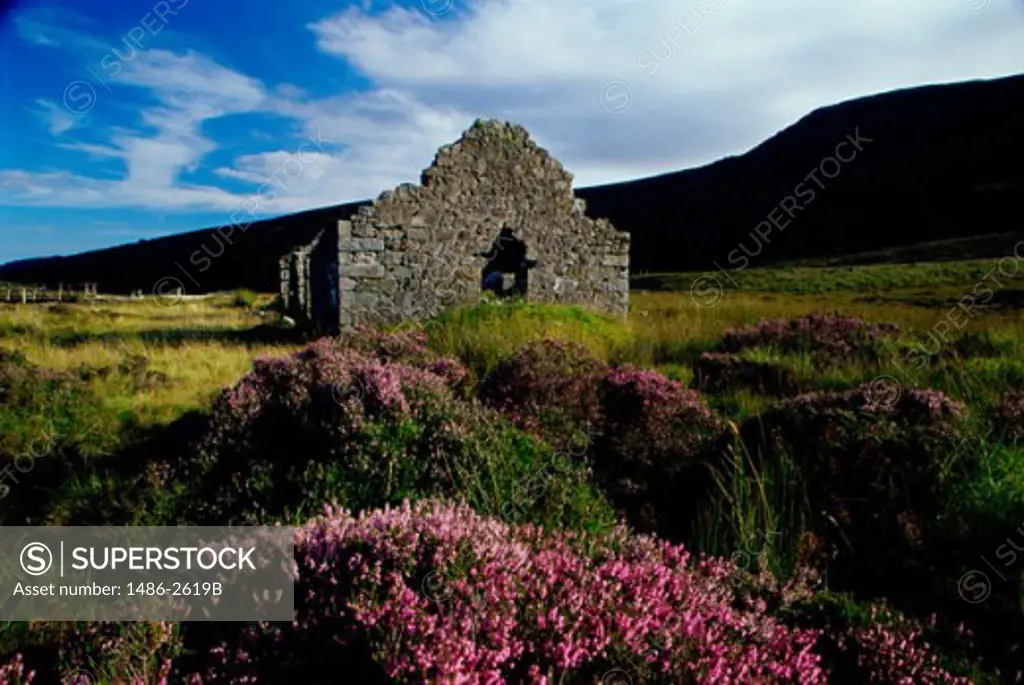 Old ruins in a field, Wicklow Mountains, County Wicklow, Ireland