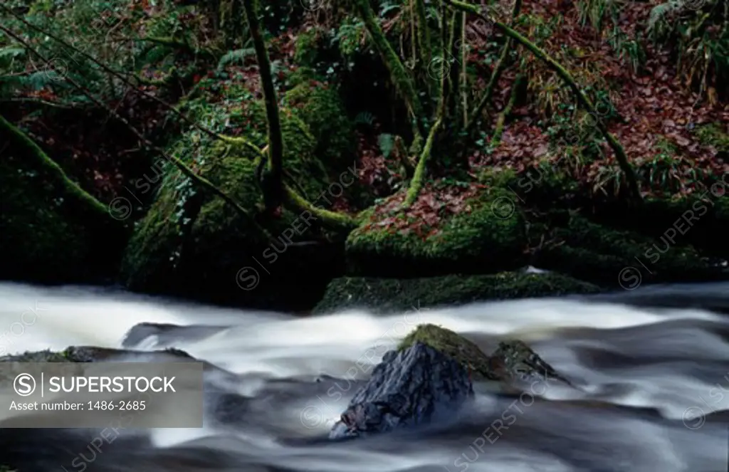 River flowing through a forest, Mullinhassig River, Dripsey, County Cork, Ireland