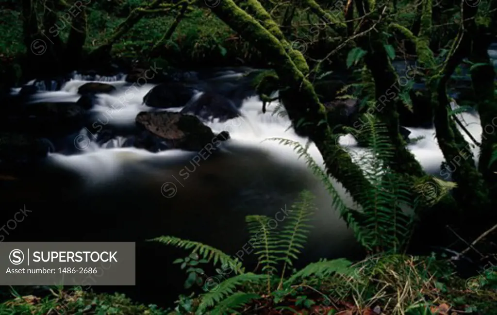 High angle view of a river flowing through a forest, Mullinhassig River, Dripsey, County Cork, Ireland