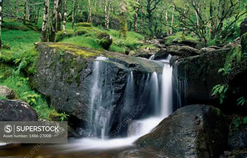 Waterfall in a forest, Gougane Barra Forest Park, Ireland