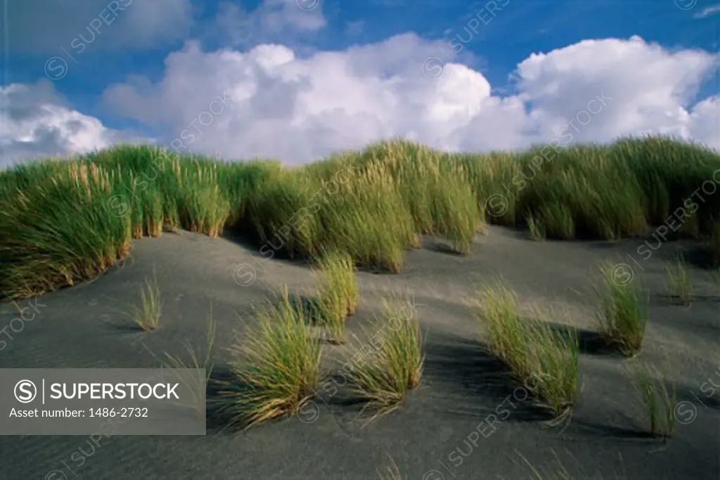 Grass growing on a hill, Portdeha, Aran Islands, Ireland