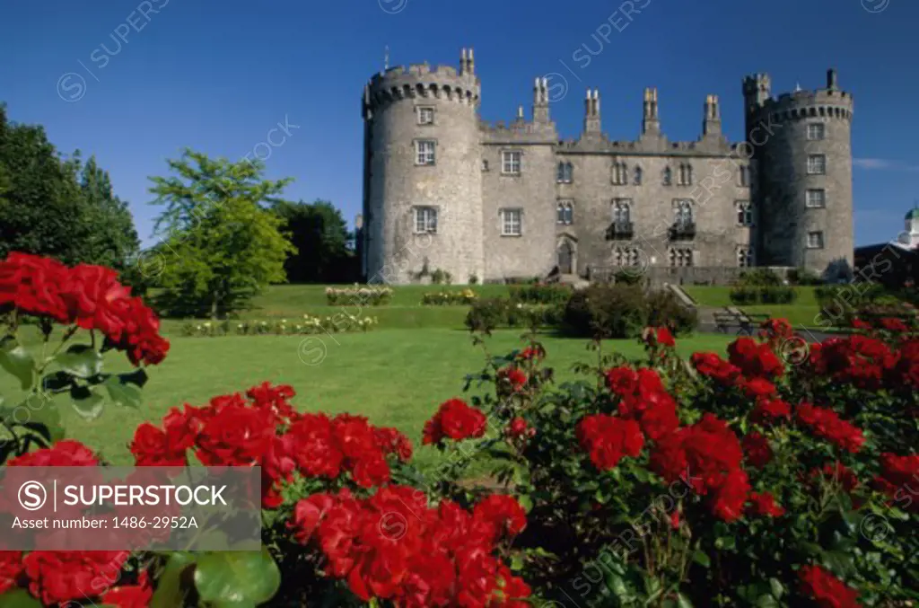 Red roses in a garden in front of a castle, Kilkenny Castle, Kilkenny, Ireland