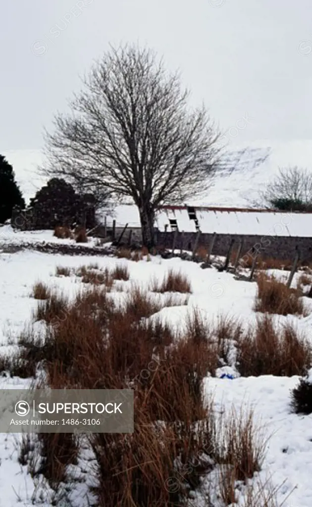 Bare trees on a snow covered farm, Nire Valley, County Waterford, Ireland