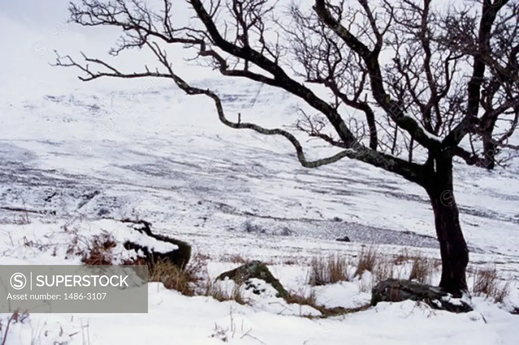 Bare trees on a snow covered landscape, Nire Valley, County Waterford, Ireland