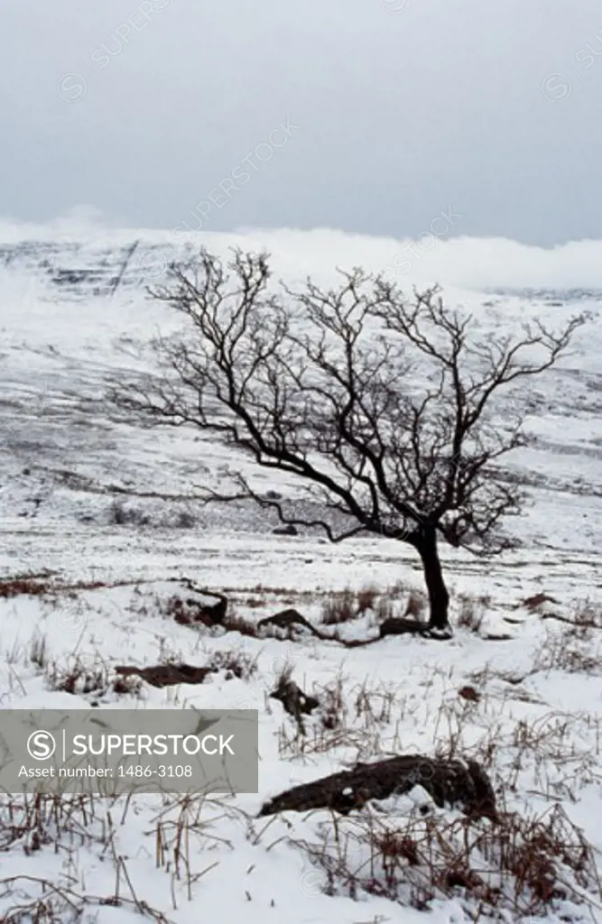 High angle view of a bare tree on a snow covered landscape, Nire Valley, County Waterford, Ireland